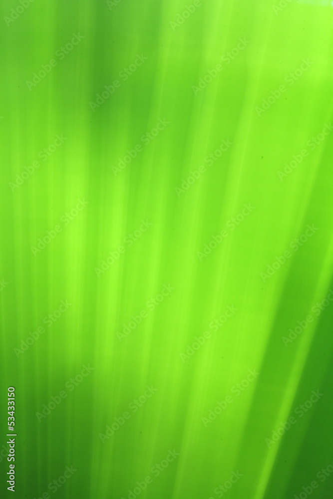 Obraz premium Out focus plam tree green leaf background