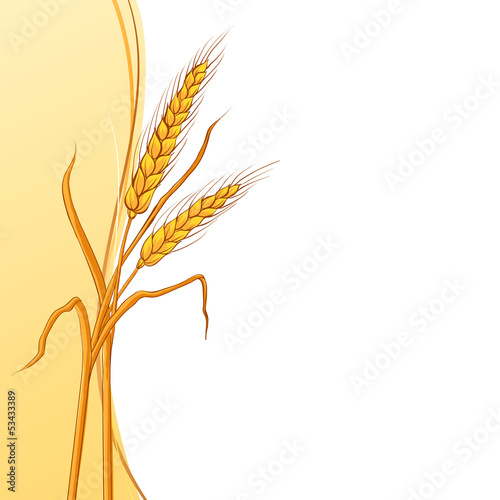 Wheat ear card.