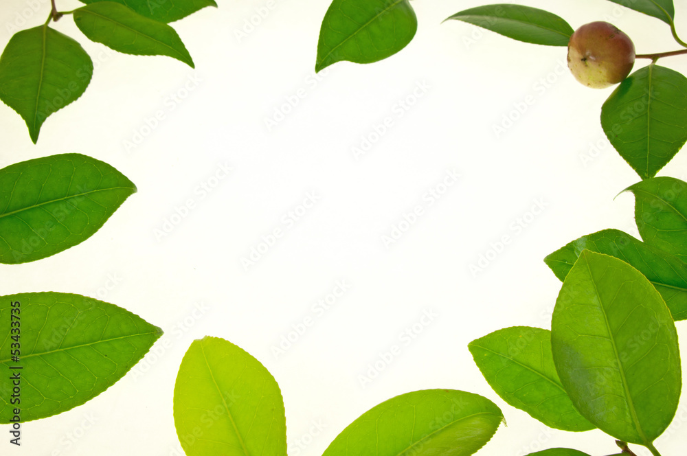 Fototapeta premium 椿の葉