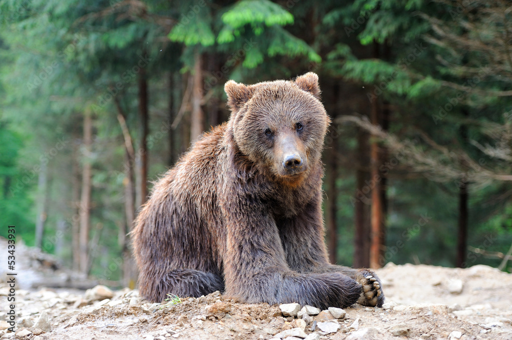 Bear Bear