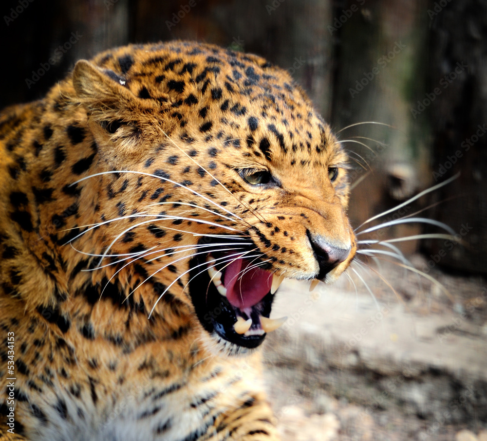 Obraz premium Leopard