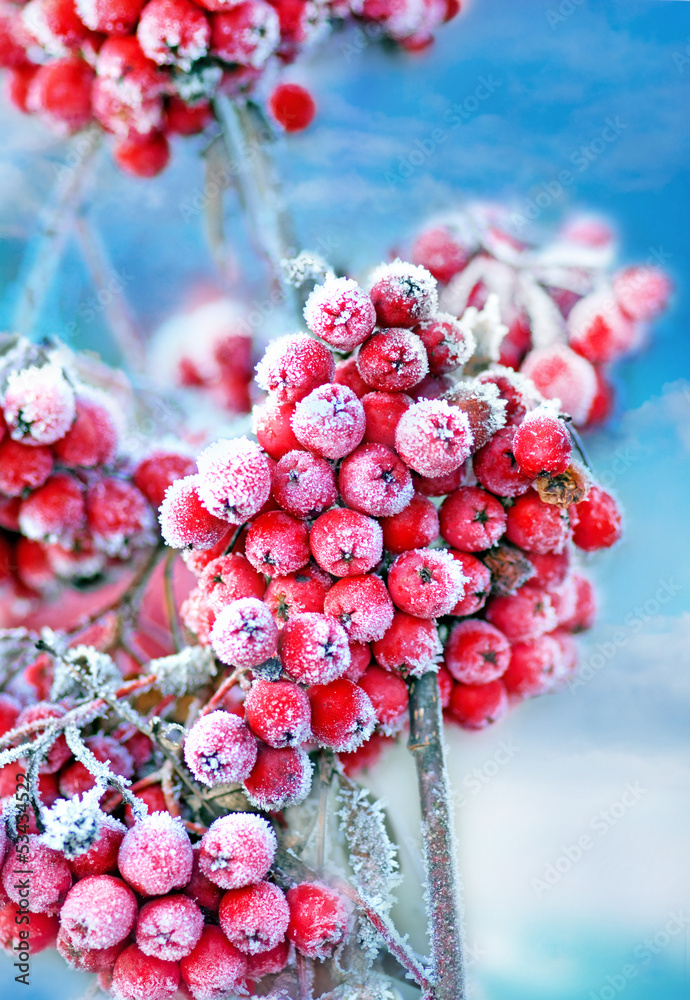 Naklejka premium Frozen rowan berries