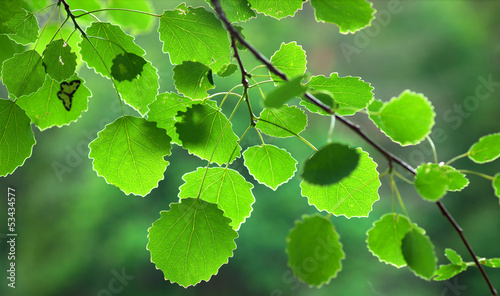 green aspen leaves photo