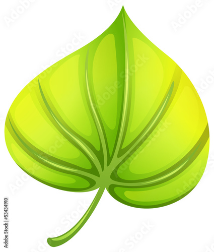 A heart-shaped leaf