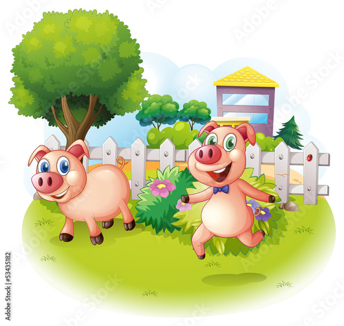 Two playful pigs near the wooden fence