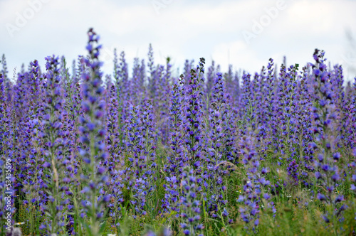 Violet flowers in a meadow