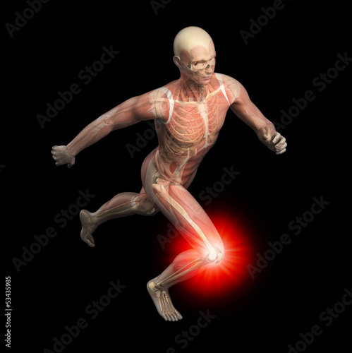 Sport anatomy - runner
