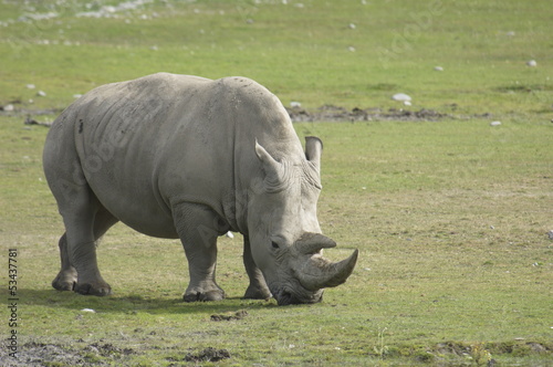 Rhinoceros