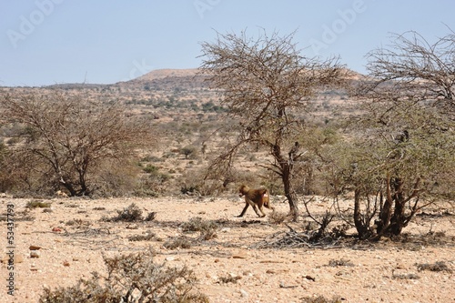 Fototapeta Naklejka Na Ścianę i Meble -  Somali ladscape