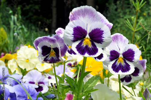 Pansy Flowers