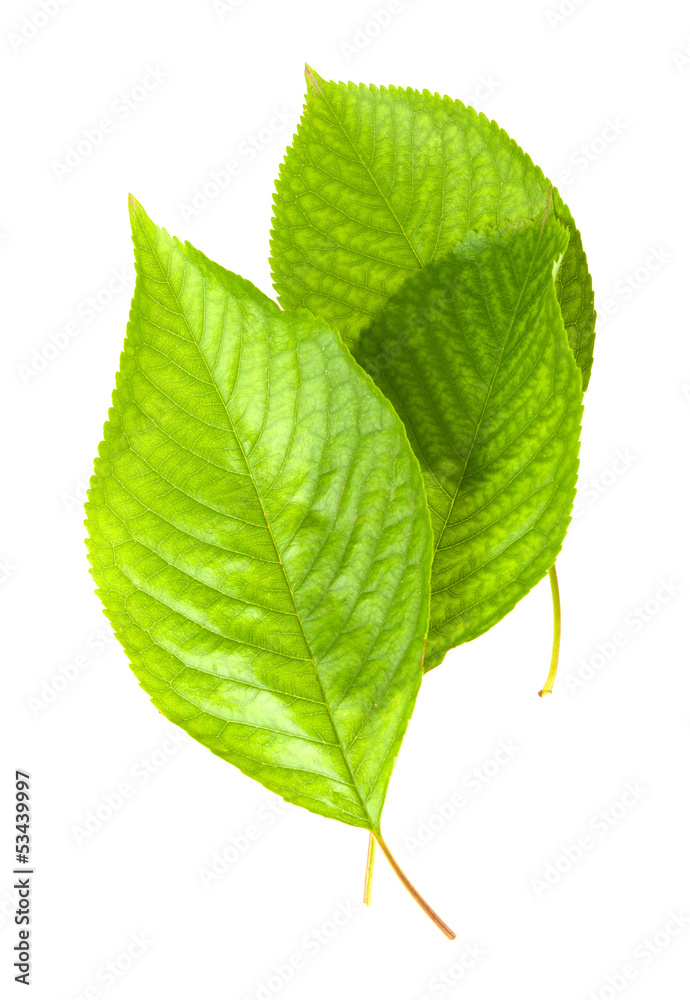 Fototapeta premium Cherry leafs