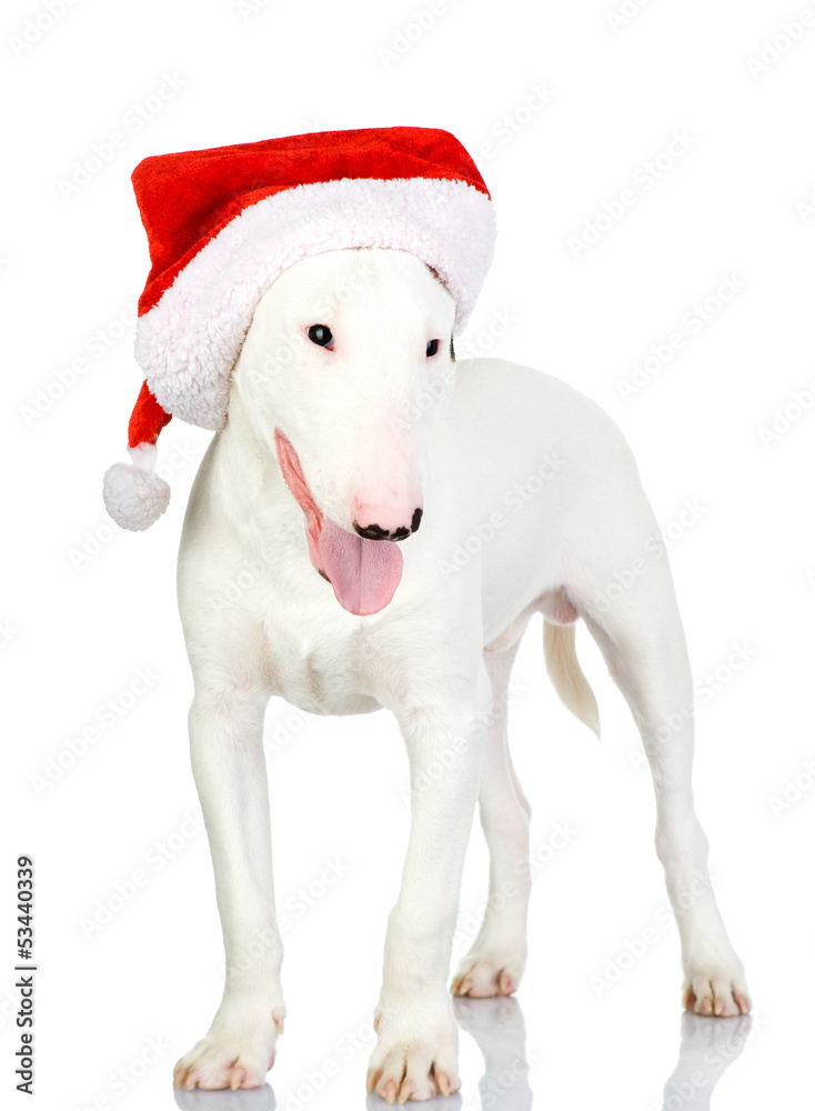 christmas dog as santa. isolated on white background
