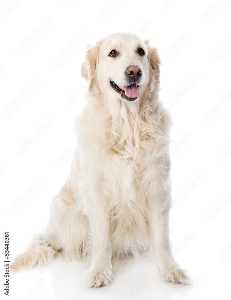 Golden Retriever sitting in front. isolated on white background Golden Retriever sitting in front. isolated on white background