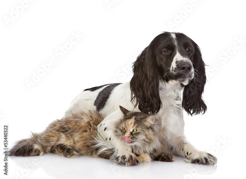  dog embraces a cat. looking at camera. isolated on white 