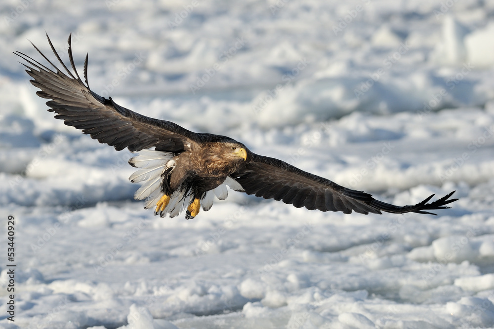 Fototapeta premium White-tailed Sea Eagle flying above the pack ice.
