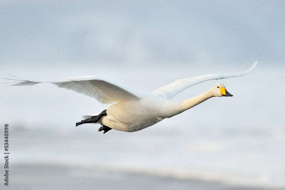 Whooper Swan in flight. Whooper Swan in flight.