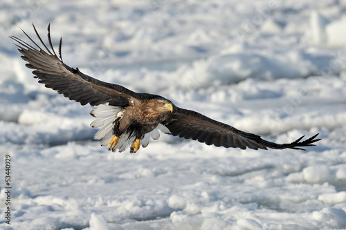 White-tailed Sea Eagle flying above the pack ice.