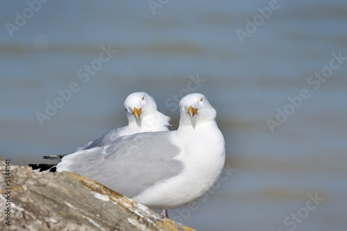 A pair of Herring Gulls
