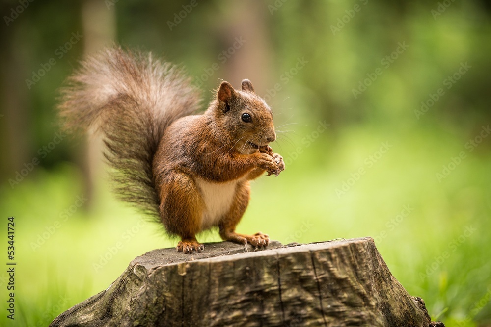 Obraz premium squirrel