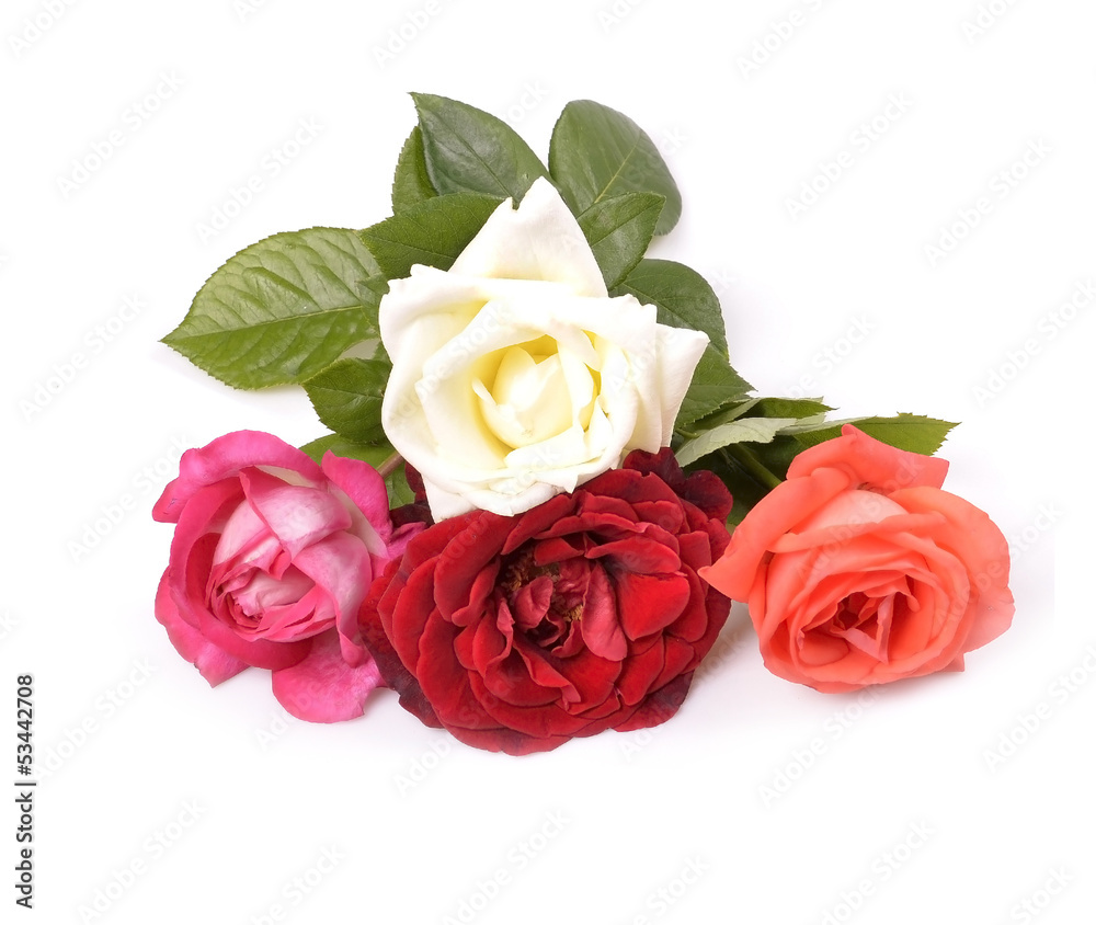 Beautiful rose with leaves isolated on white Beautiful rose with leaves isolated on white
