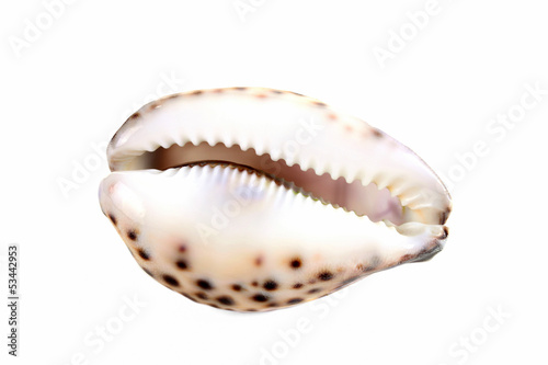 Close up of a seashell on white background
