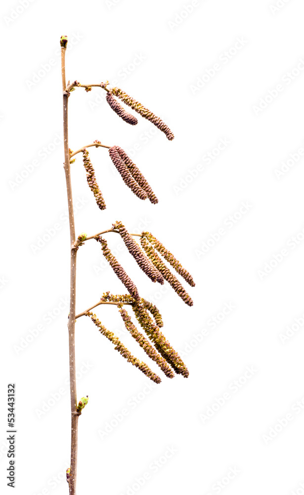 Naklejka premium birch bud