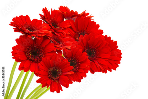 Valokuvatapetti gerbera flowers