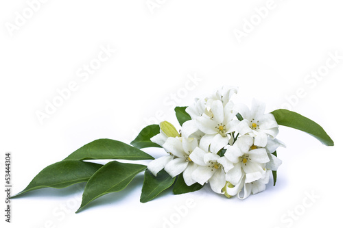 White flowers with green leaves on a white background.