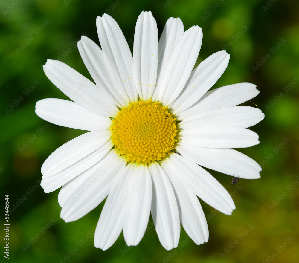 Fototapeta premium margerite