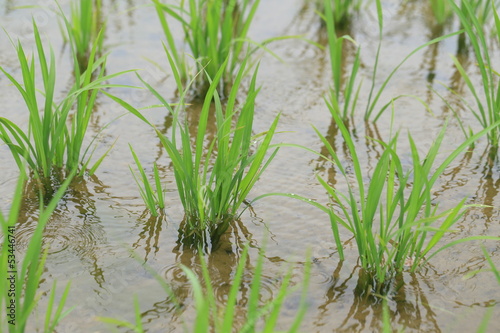 雨の日の水田の稲