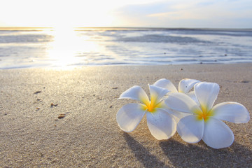 Keuken achterwand Frangipani Tropische bloemen op zandstrand  © notgade