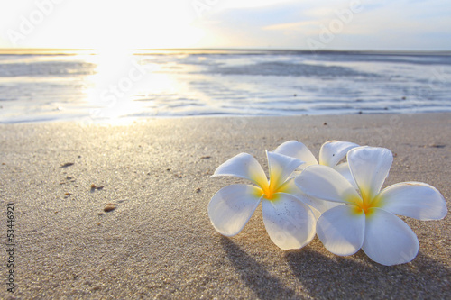 the beautiful flowers on beach background.JPG