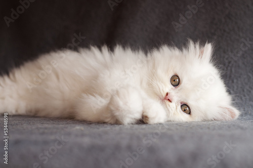 Adorable white Persian kitten