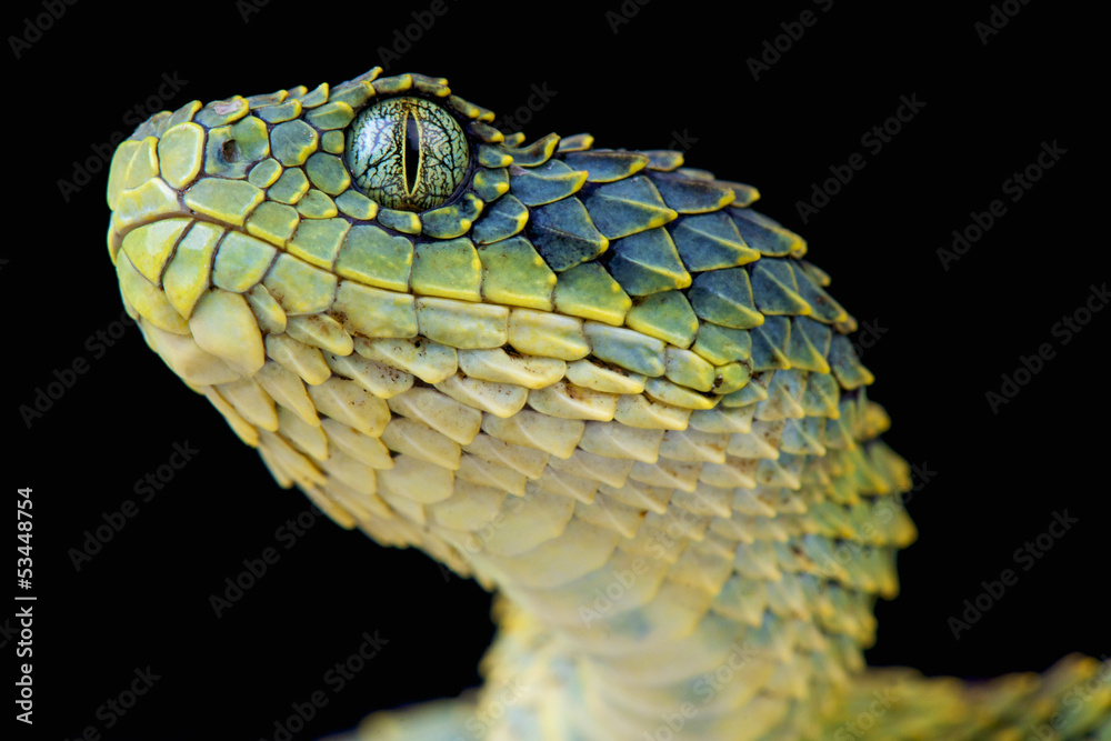 Green Bush Viper, Image & Photo (Free Trial)