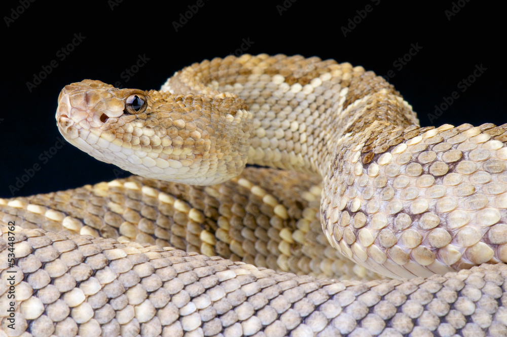Fototapeta premium Aruba rattlensnake / Crotalus durissus unicolor