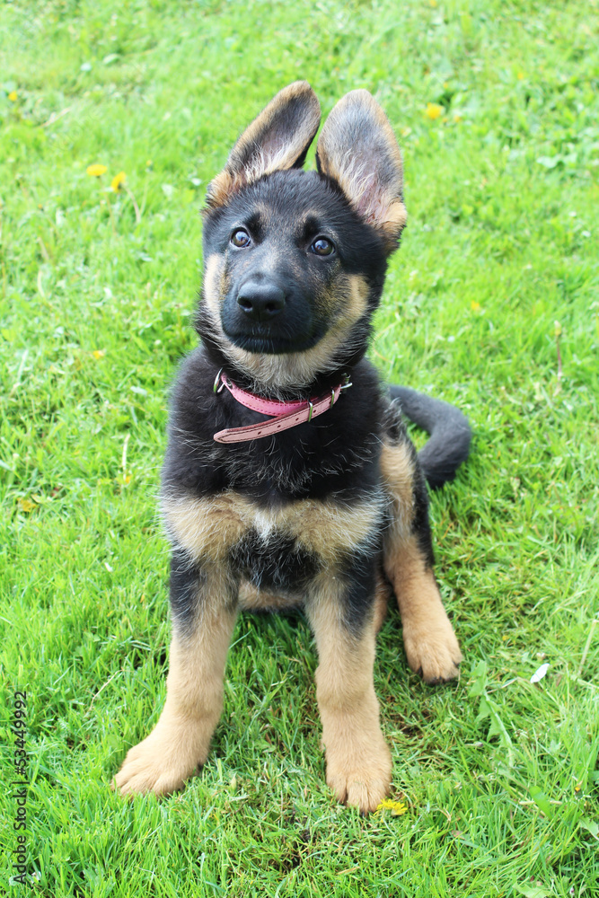 German Shepherd puppies