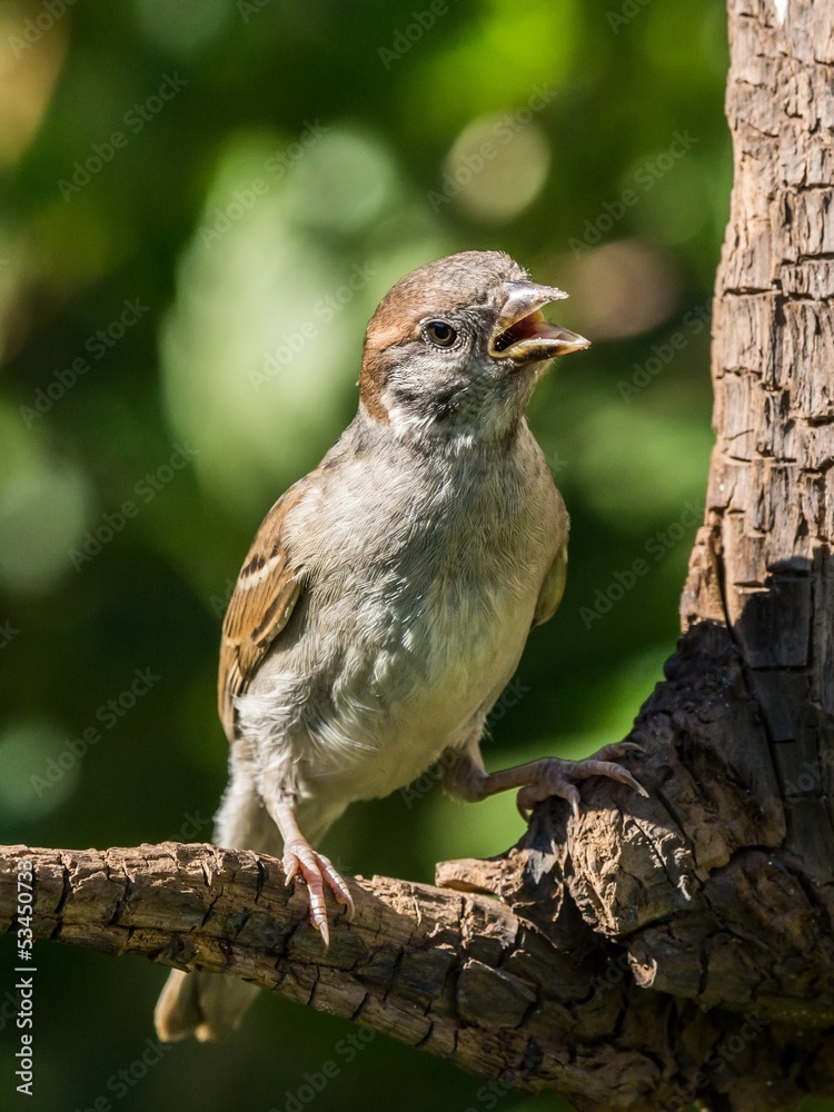 Singing tree sparrow sitting on a branch looking to the side Singing tree sparrow sitting on a branch looking to the side
