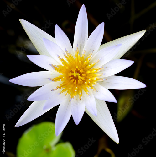 Lotus flower and Lotus flower plants