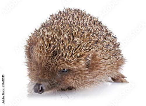 serious adult hedgehog