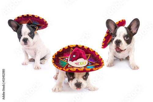 Fototapeta Naklejka Na Ścianę i Meble -  French bulldog puppies in Mexican sombrero over white background