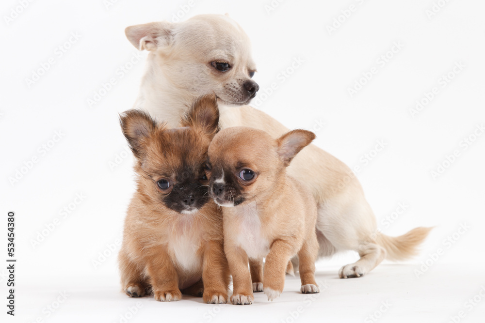 Chihuahua puppy