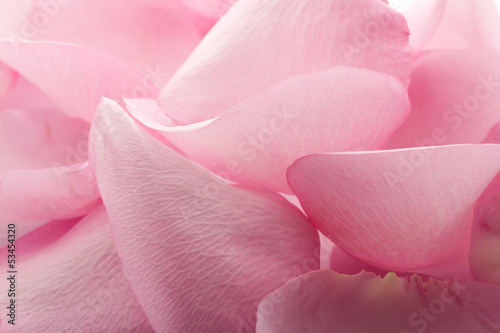 Petals rose.