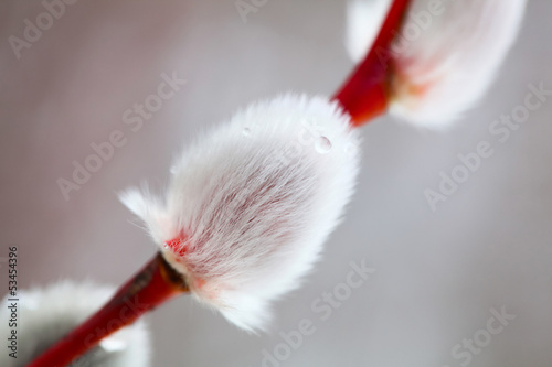 Beautiful white pussy willow (closeup)