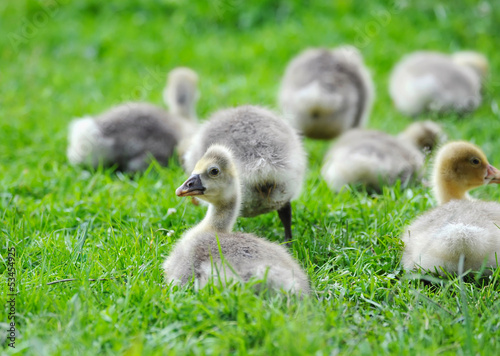 Goslings are on a green grass © nmelnychuk
