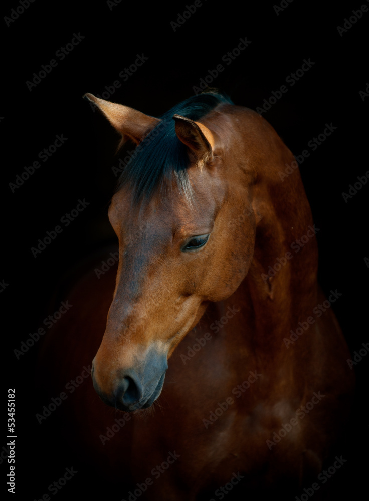 Obraz premium koń na czarno