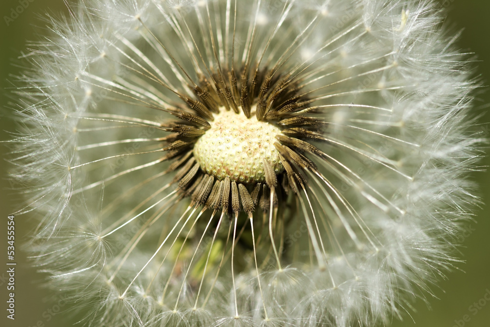 Dandelion