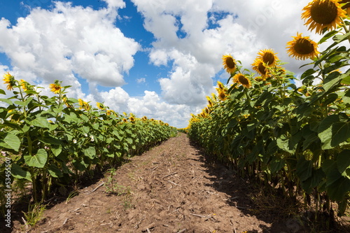 Sunlowers photo