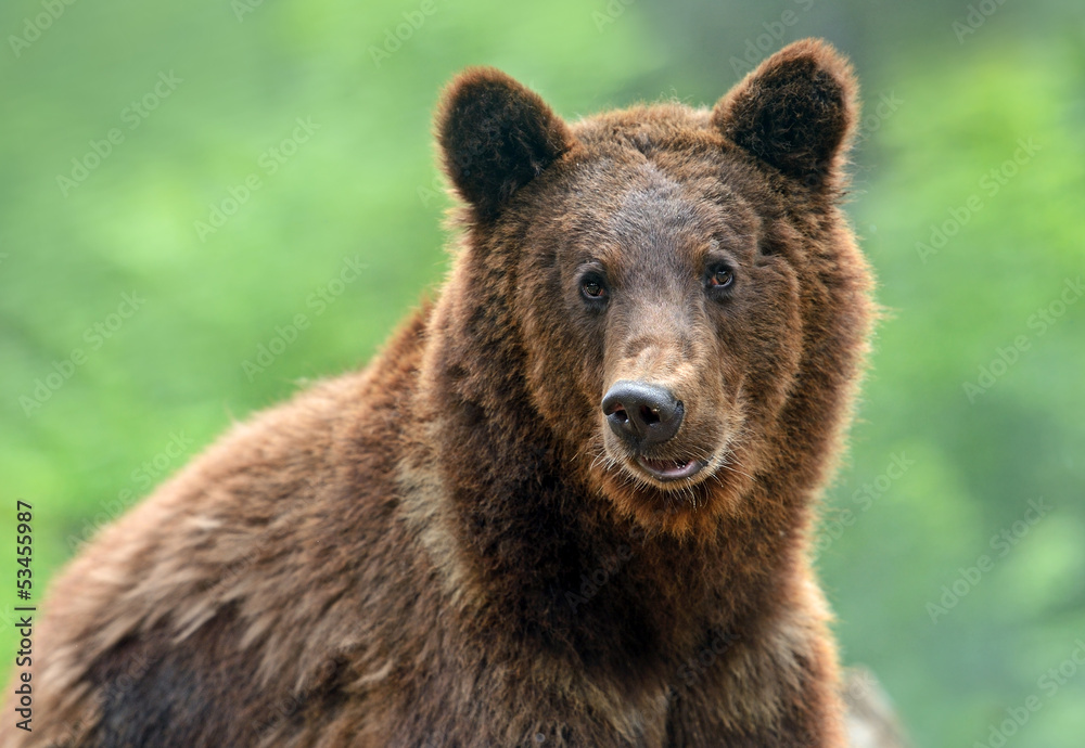 Fototapeta premium Brown bears in the Carpathians.