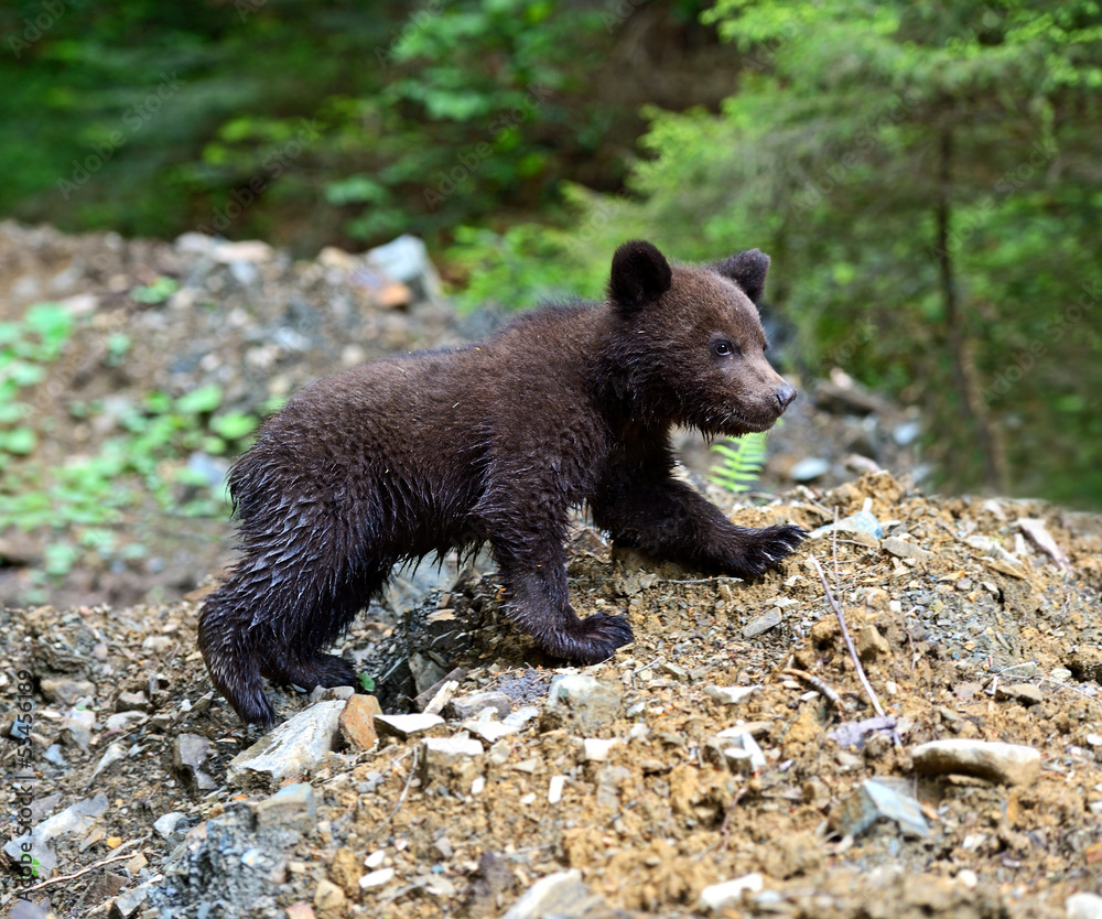 Fototapeta premium little Bear