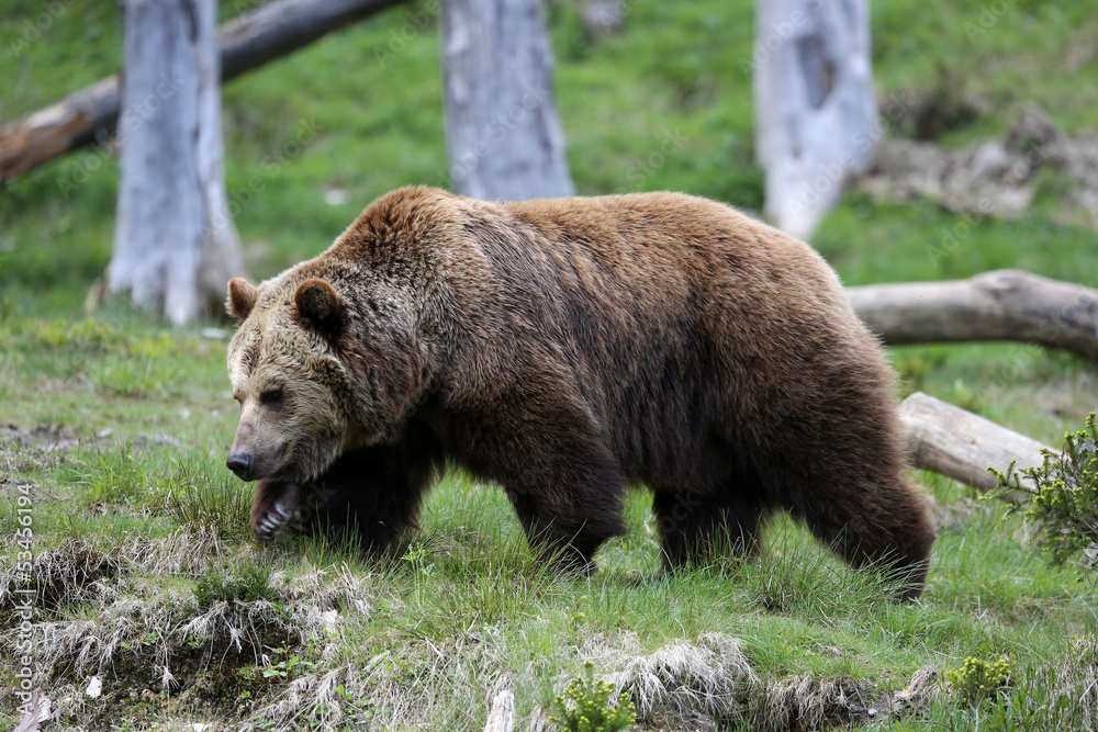 junger Braunbär junger Braunbär